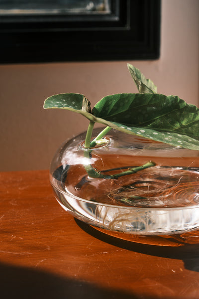 Quina Low-Rise Glass Vase