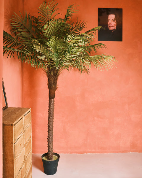 Fern Palm - Medium
