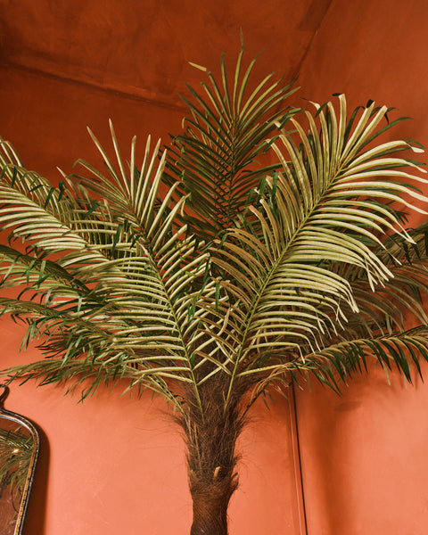 Fern Palm - Medium