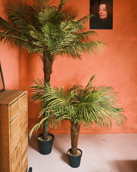 Fern Palm - Medium