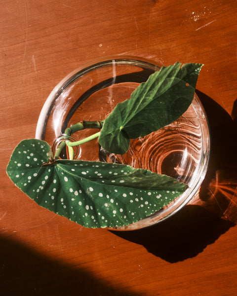 Quina Low-Rise Glass Vase