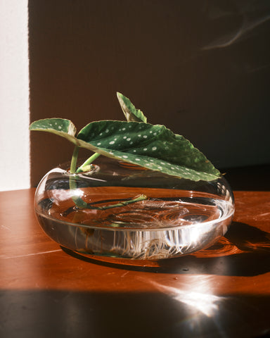 Quina Low-Rise Glass Vase