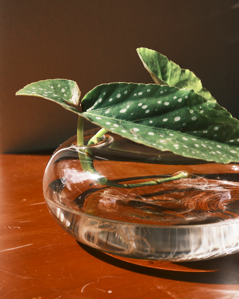 Quina Low-Rise Glass Vase
