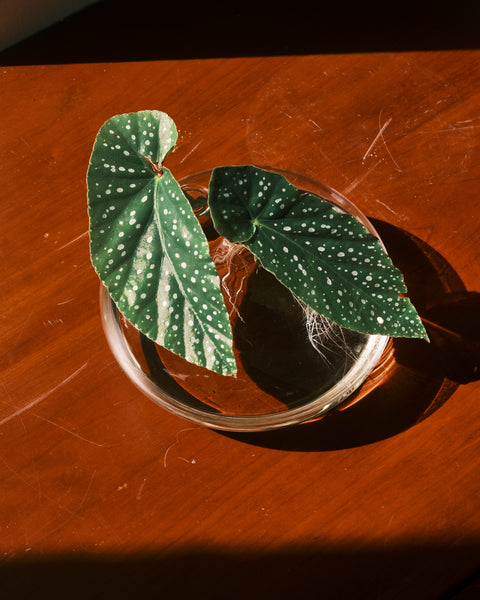 Quina Low-Rise Glass Vase