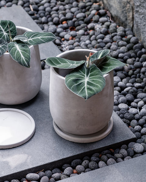 Curved Bottom Grey Clay Plant Pot - Large