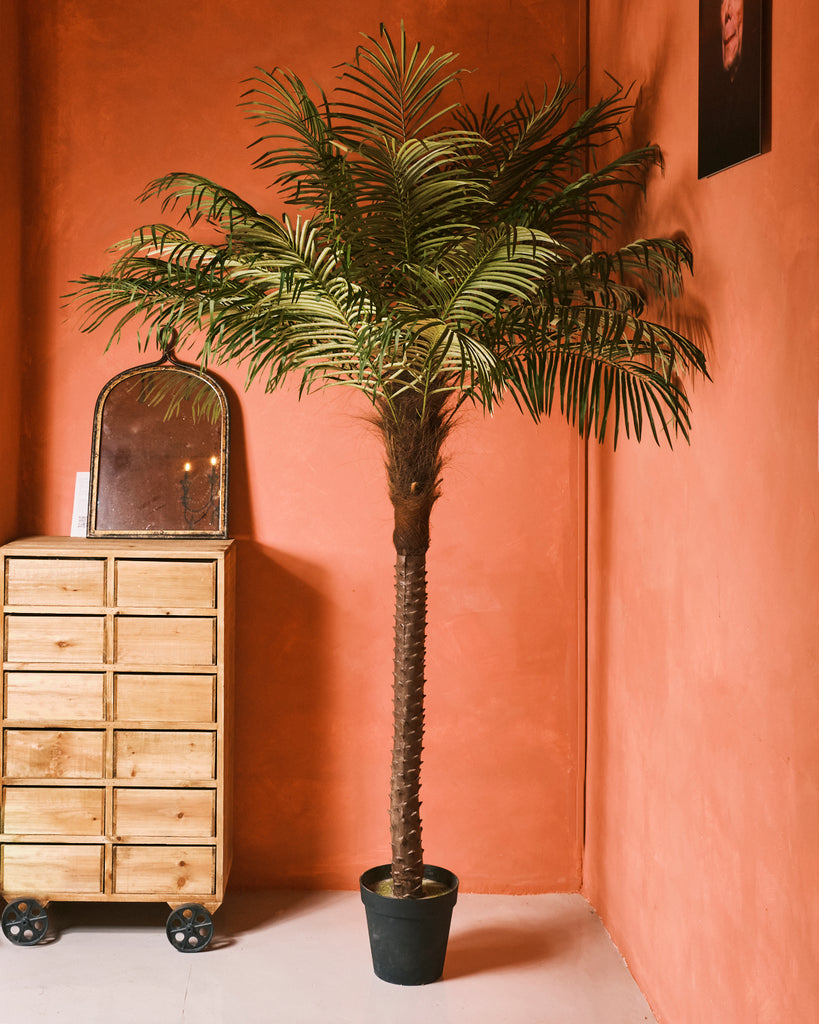 palm fern plant Fern Palm