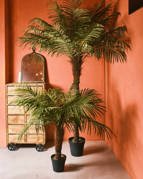 Fern Palm - Short