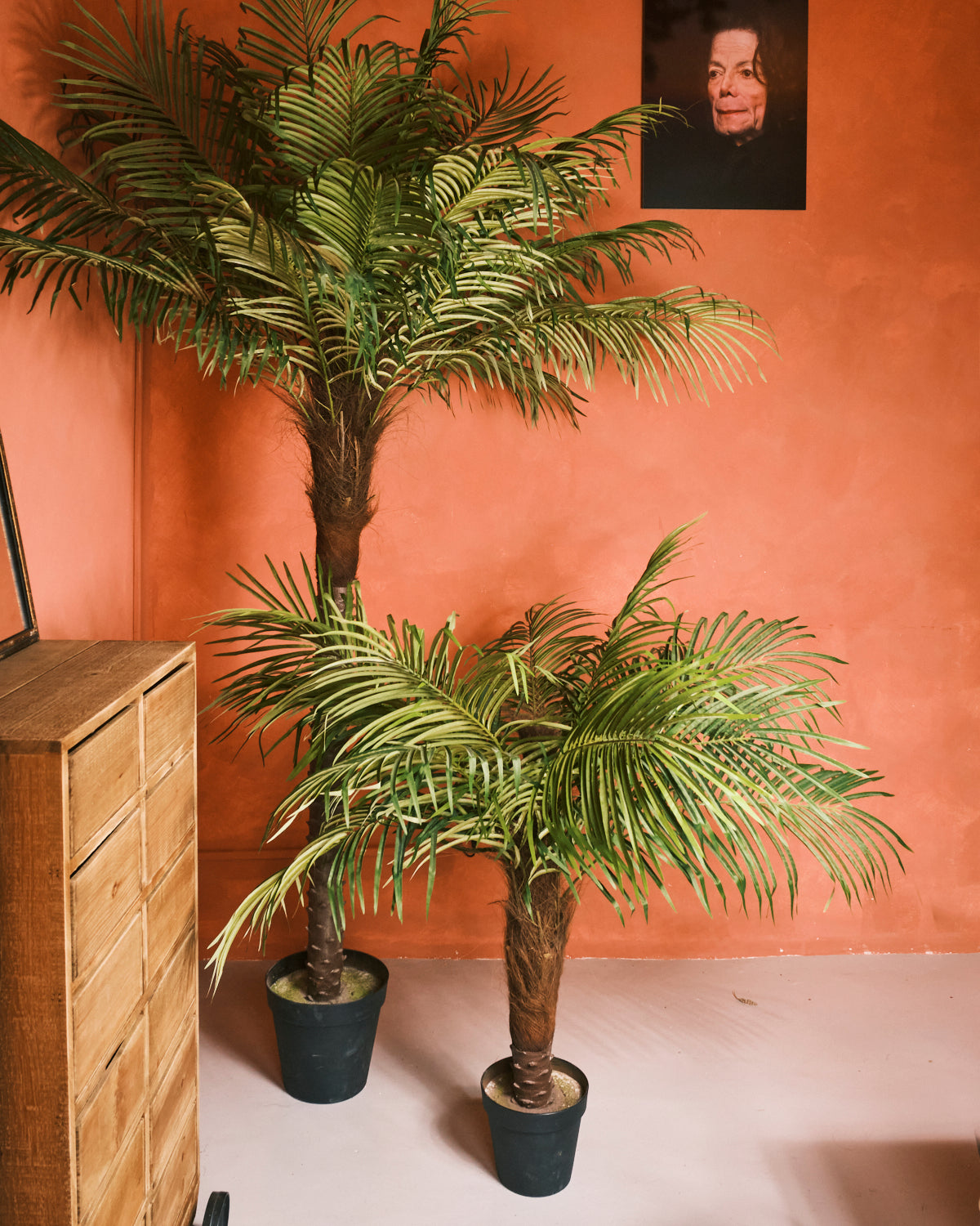 Fern Palm