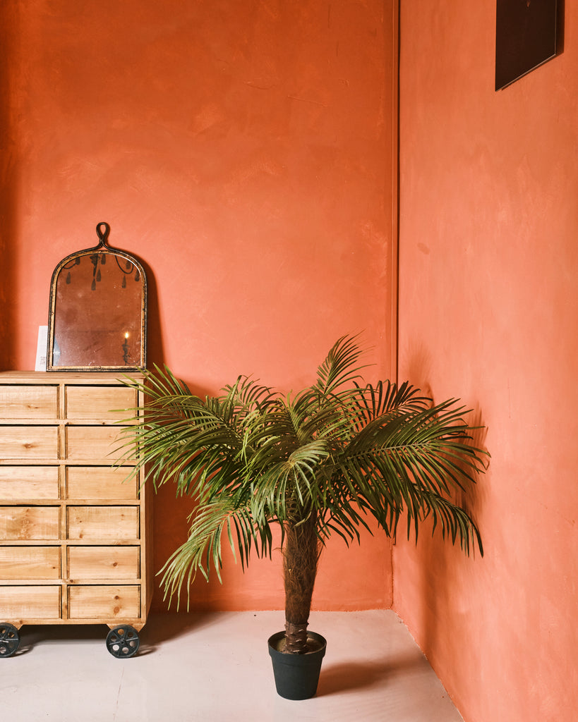 fern palm plant Fern Palm