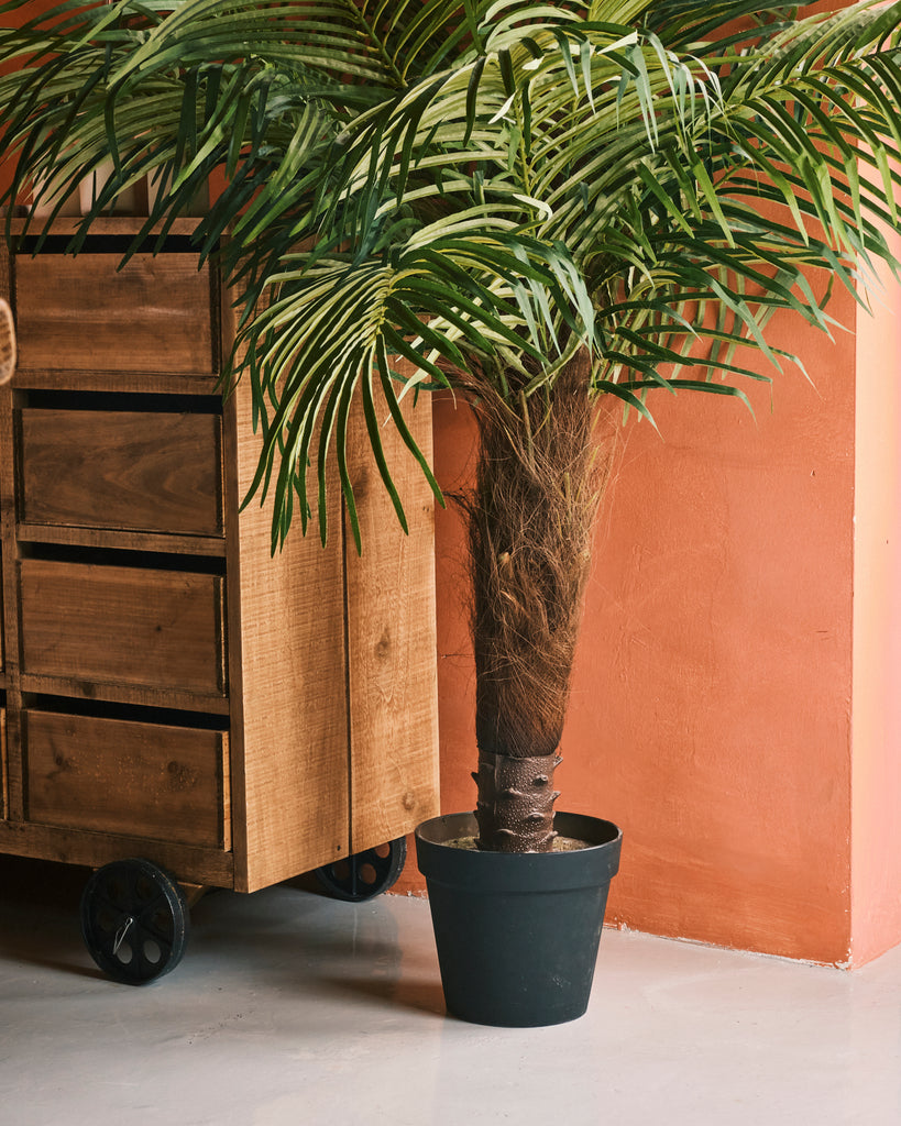 palm fern plant Fern Palm