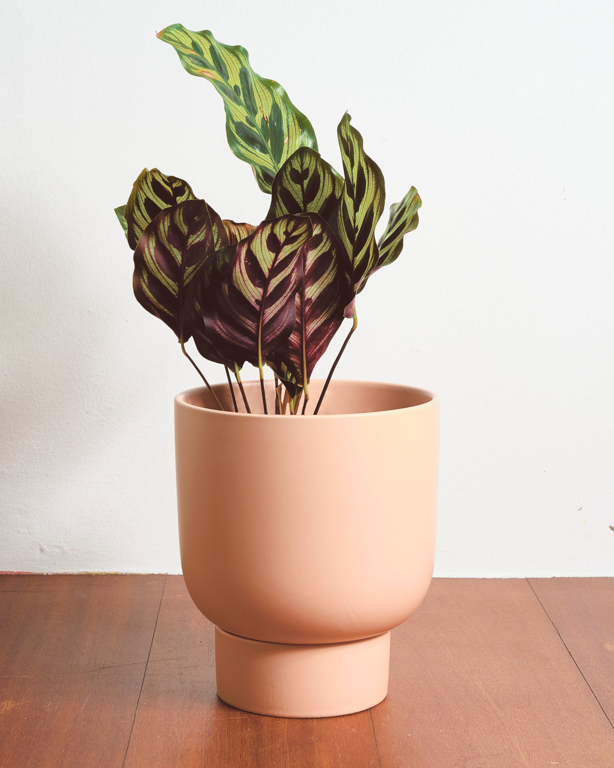 Finch Pastel Plant Pot with Detachable Base