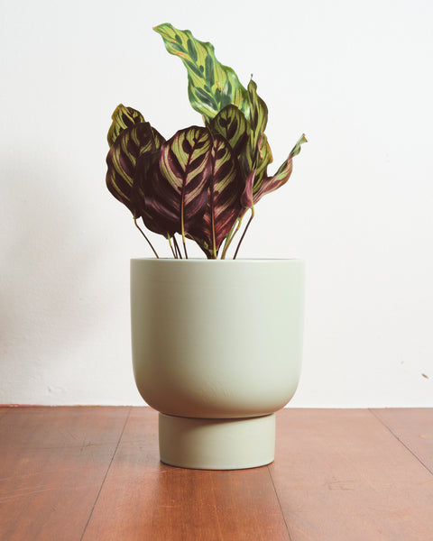 Finch Pastel Plant Pot with Detachable Base