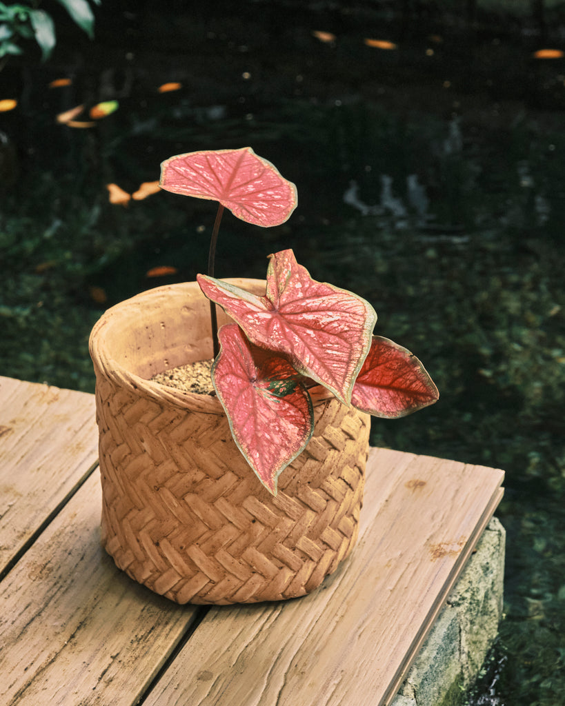 herringbone plant pot Herringbone Weave Rattan Printed Clay Plant Pot