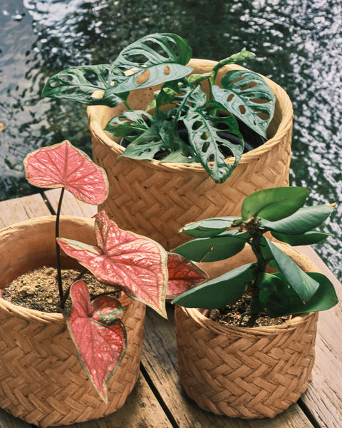 Herringbone Weave Rattan Printed Clay Plant Pot - Small