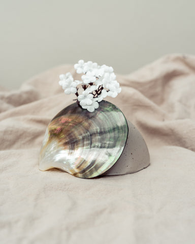 Shoreline Shell