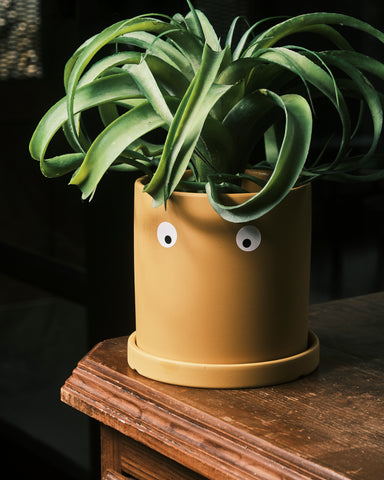No Eye Dear Plant Pots - Medium