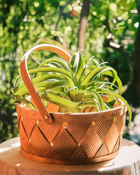 Woven Picnic Basket with Handle